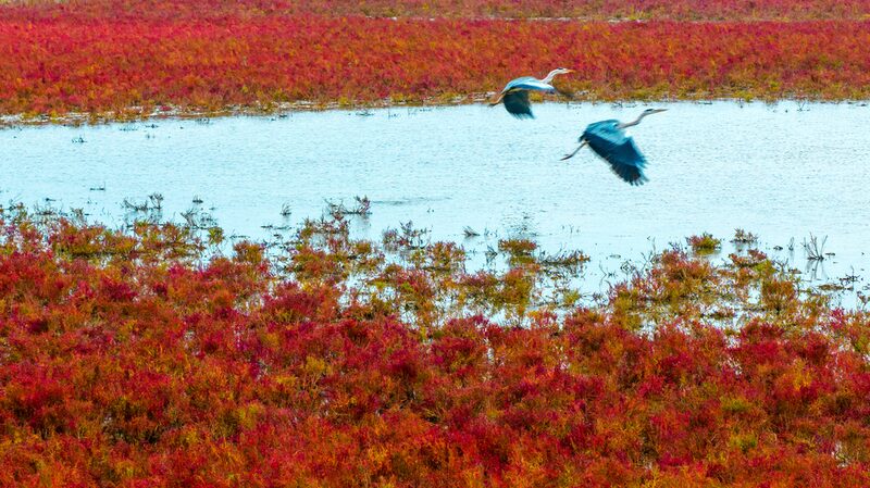 __Wild_Elk_Star_in_Tiaozini_s_Natural__Red_Carpet__Spectacle__
