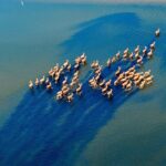 Wild_Milu_Deer_Create_Stunning_Water_Spectacle_in_China_s_Wetlands___
