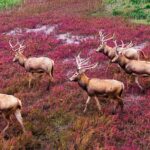 Wild_Milu_Deer_Roam_Tiaozini_Wetland_s_Red_Wonderland___