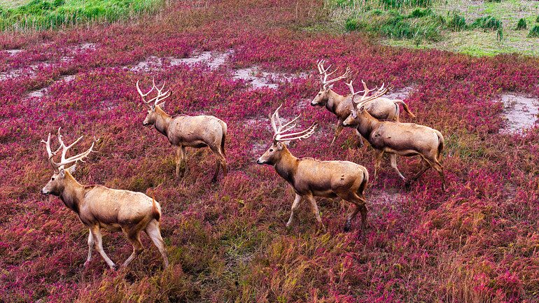 Wild_Milu_Deer_Roam_Tiaozini_Wetland_s_Red_Wonderland___
