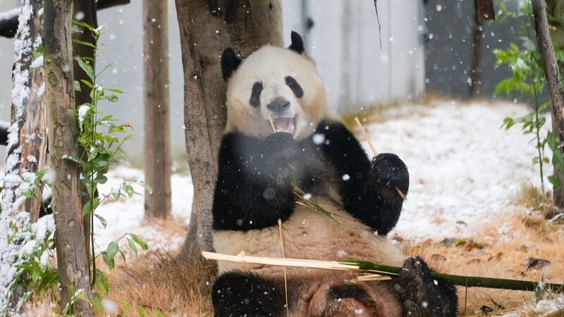 Wild_Panda_Population_Soars__Nearly_1_900_in_China____ - 🌍NewspaperAmigo – Your Global News Buddy 🗞️ Wild_Panda_Population_Soars__Nearly_1_900_in_China____