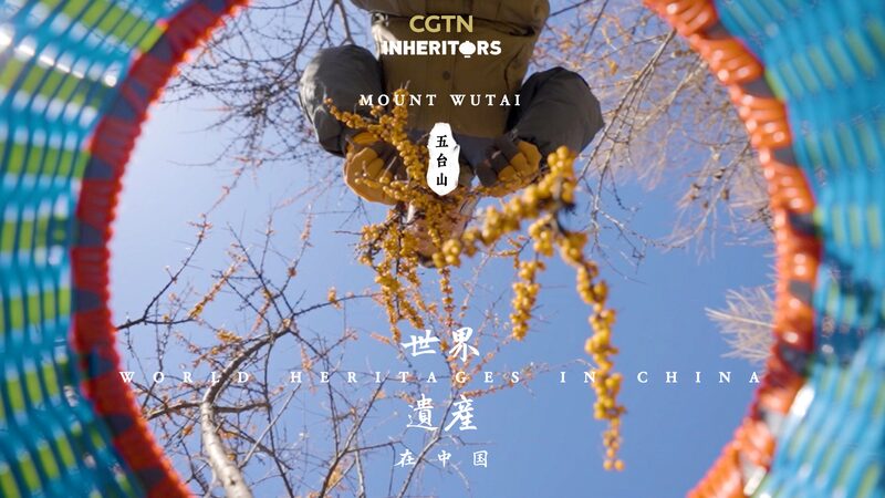 Wild_Sea_Buckthorn_Thrives_on_Sacred_Mount_Wutai_____poster - 🌍NewspaperAmigo – Your Global News Buddy 🗞️ Wild_Sea_Buckthorn_Thrives_on_Sacred_Mount_Wutai____ video poster