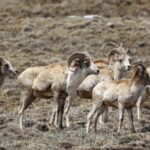 Wild_Tibetan_Argali_Make_a_Stunning_Comeback_in_Sichuan_Highlands___ video poster