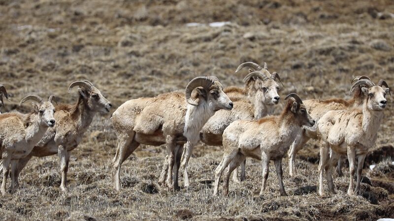 Wild_Tibetan_Argali_Make_a_Stunning_Comeback_in_Sichuan_Highlands____poster - 🌍NewspaperAmigo – Your Global News Buddy 🗞️ Wild_Tibetan_Argali_Make_a_Stunning_Comeback_in_Sichuan_Highlands___ video poster