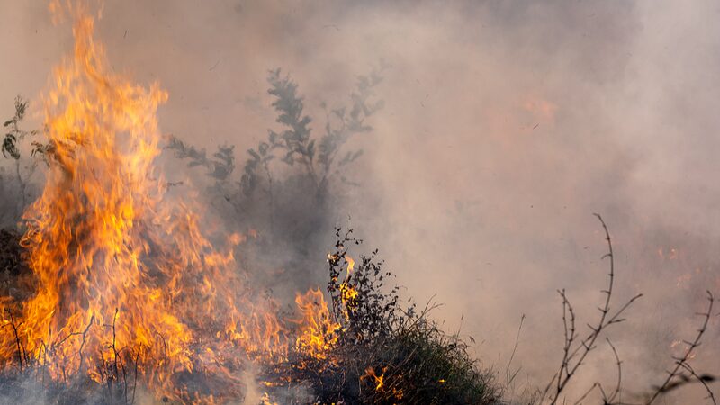 Wildfires_Devastate_Brazil_s_Sugarcane_Heartland___