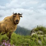 Wildlife_Bounces_Back_in_Shaanxi_After_25_Years_of_Conservation___ video poster