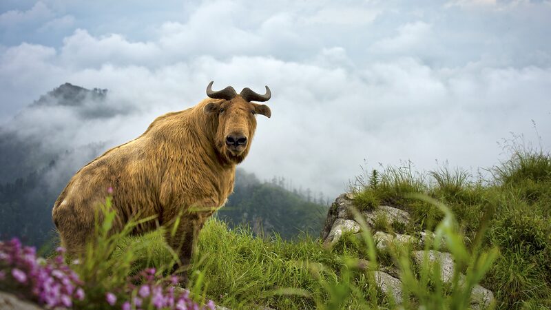 Wildlife_Bounces_Back_in_Shaanxi_After_25_Years_of_Conservation____poster - 🌍NewspaperAmigo – Your Global News Buddy 🗞️ Wildlife_Bounces_Back_in_Shaanxi_After_25_Years_of_Conservation___ video poster