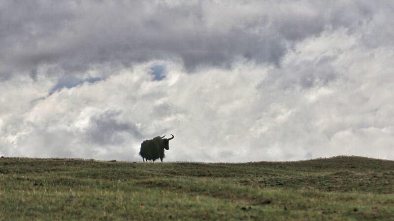 Wildlife_Poaching_Bust_in_NW_China__5_Arrested___
