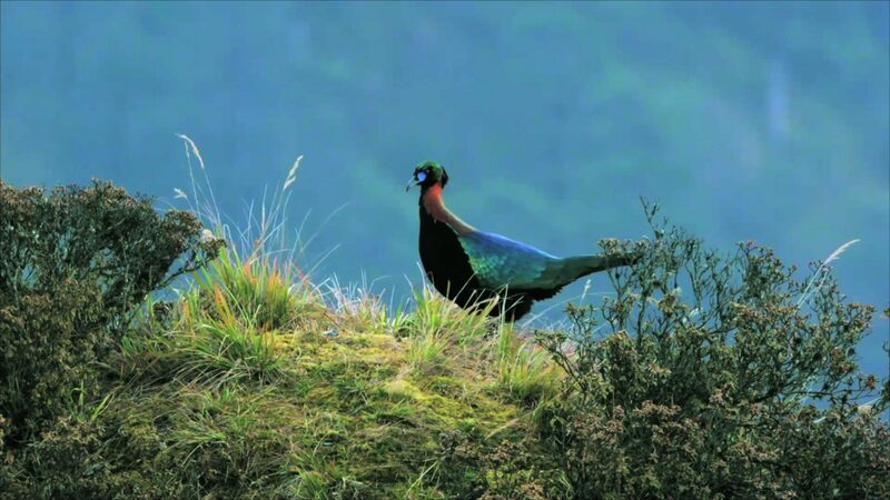 Wildlife_Thrives_in_China_s_Hengduan_Mountains_____poster - 🌍NewspaperAmigo – Your Global News Buddy 🗞️ Wildlife_Thrives_in_China_s_Hengduan_Mountains____ video poster