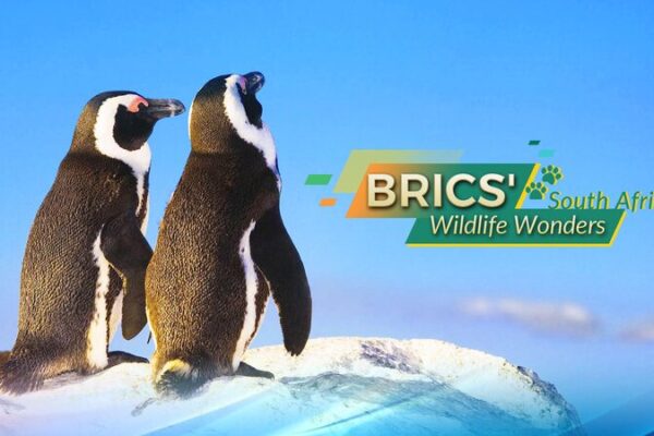 Wildlife Wonders: South Africa’s Big Four 🦁🐧🦏🐋 Wildlife_Wonders__South_Africa_s_Big_Four_____