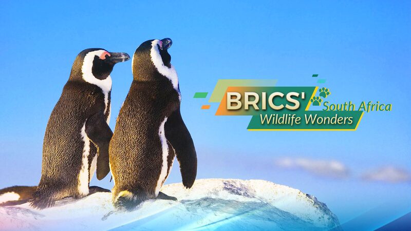 Wildlife_Wonders__South_Africa_s_Big_Four_____