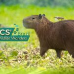 Wildlife_Wonders_of_Brazil___Meet_the_Capybara___More_