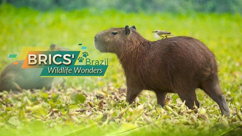 Wildlife_Wonders_of_Brazil___Meet_the_Capybara___More_
