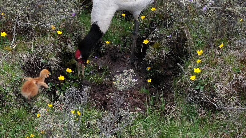Will the Black-necked Crane Chick Survive the Wolf Attack? 🦅🐺 Will_the_Black_necked_Crane_Chick_Survive_the_Wolf_Attack____ video poster