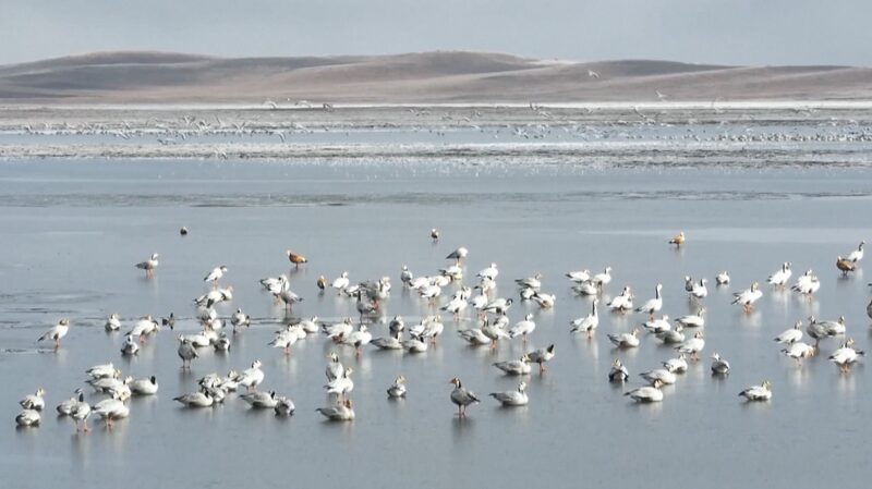 Winged_Wonders_Flock_to_China_s_Wetlands_for_Winter____poster - 🌍NewspaperAmigo – Your Global News Buddy 🗞️ Winged_Wonders_Flock_to_China_s_Wetlands_for_Winter___ video poster