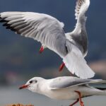Winter_Wonderland__Black_Headed_Gulls_Flock_to_Kunming_for_Bird_Watching_Season____ video poster