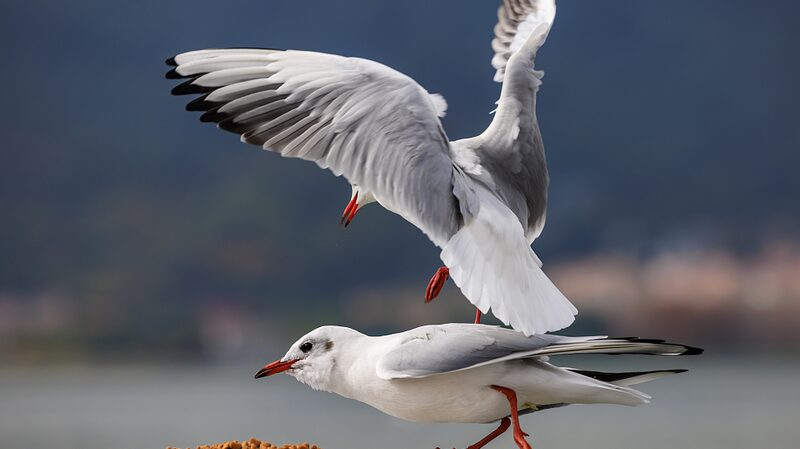 Winter_Wonderland__Black_Headed_Gulls_Flock_to_Kunming_for_Bird_Watching_Season_____poster - 🌍NewspaperAmigo – Your Global News Buddy 🗞️ Winter_Wonderland__Black_Headed_Gulls_Flock_to_Kunming_for_Bird_Watching_Season____ video poster