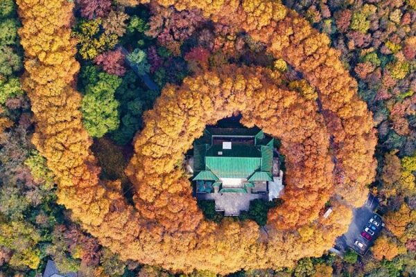 Winter Wonderland: Discover Nanjing’s Purple Mountain 🌲❄️ Winter_Wonderland__Discover_Nanjing_s_Purple_Mountain____
