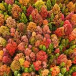 Winter_Wonderland__Guizhou_Forest_Paints_a_Kaleidoscope_of_Colors___ video poster