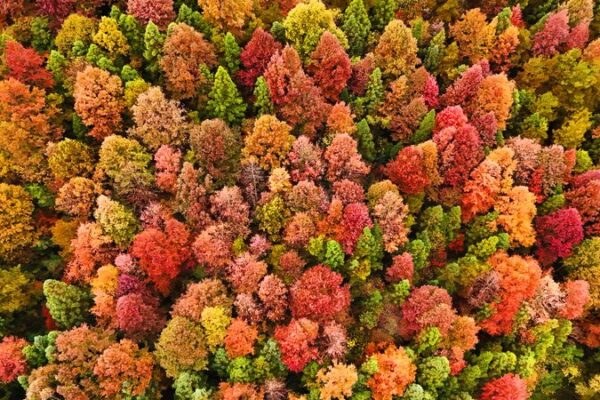Winter Wonderland: Guizhou Forest Paints a Kaleidoscope of Colors 🍂🎨 Winter_Wonderland__Guizhou_Forest_Paints_a_Kaleidoscope_of_Colors___ video poster
