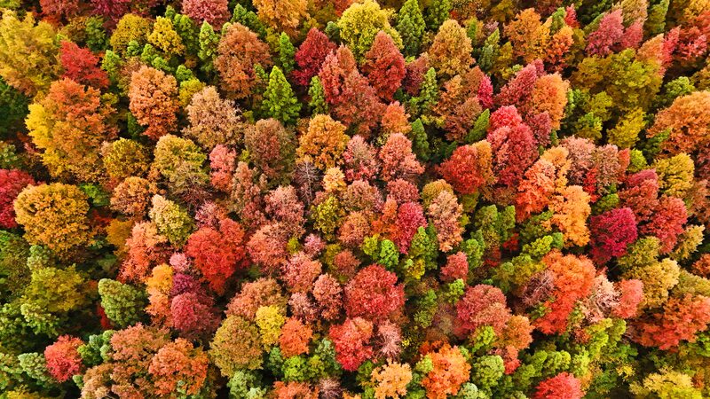 Winter_Wonderland__Guizhou_Forest_Paints_a_Kaleidoscope_of_Colors____poster - 🌍NewspaperAmigo – Your Global News Buddy 🗞️ Winter_Wonderland__Guizhou_Forest_Paints_a_Kaleidoscope_of_Colors___ video poster