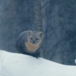 ____Winter_Wonders__Meet_the_Snow_Loving_Animals_of_China_s_Greater_Hinggan_Mountains_ video poster