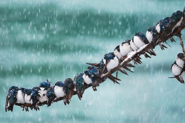 Winter’s Cutest Survival Hack: Animals Cuddle Up for Warmth ❄️🐾 Winter_s_Cutest_Survival_Hack__Animals_Cuddle_Up_for_Warmth____