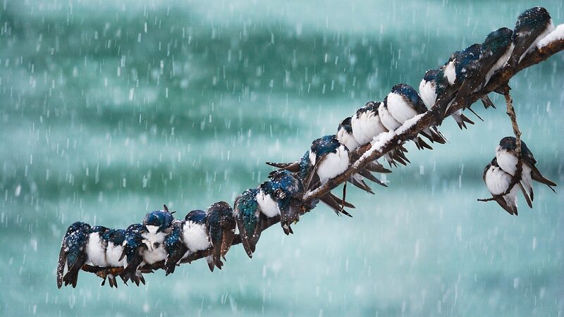 Winter_s_Cutest_Survival_Hack__Animals_Cuddle_Up_for_Warmth____