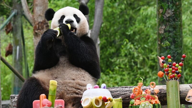 Wolong_Pandas_Party_Hard_for_Birthday_Season___