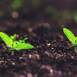 World_Environment_Day_2024__Join__GenerationRestoration_to_Save_Our_Land__