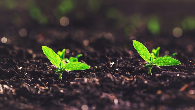 World_Environment_Day_2024__Join__GenerationRestoration_to_Save_Our_Land__ - 🌍NewspaperAmigo – Your Global News Buddy 🗞️ World_Environment_Day_2024__Join__GenerationRestoration_to_Save_Our_Land__