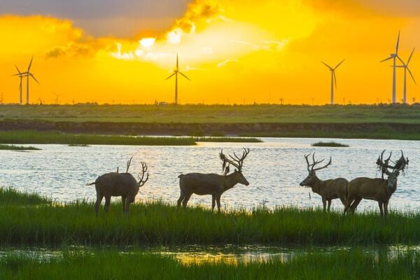 🌍 World Wetlands Day 2023: Time to Restore Our Planet’s ‘Carbon Superheroes’! __World_Wetlands_Day_2023__Time_to_Restore_Our_Planet_s__Carbon_Superheroes__