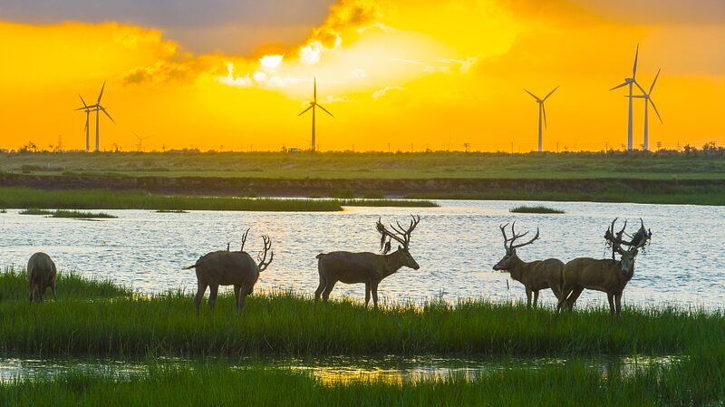 __World_Wetlands_Day_2023__Time_to_Restore_Our_Planet_s__Carbon_Superheroes__