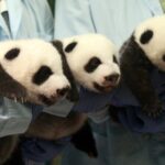 World_s_Only_Panda_Triplets_Celebrate_10th_Birthday_at_Chimelong_Safari_Park___