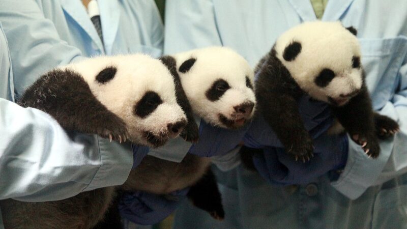 World_s_Only_Panda_Triplets_Celebrate_10th_Birthday_at_Chimelong_Safari_Park___