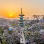 Wuhan_s_Cherry_Blossom_Park_Blooms_Into_Spring_Spectacle___