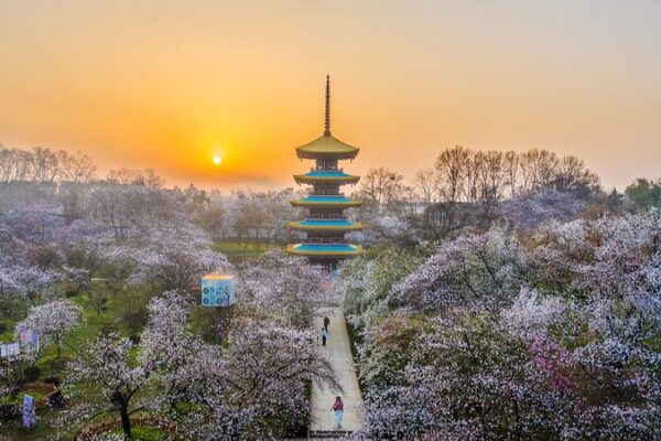 Wuhan_s_Cherry_Blossom_Park_Blooms_Into_Spring_Spectacle___