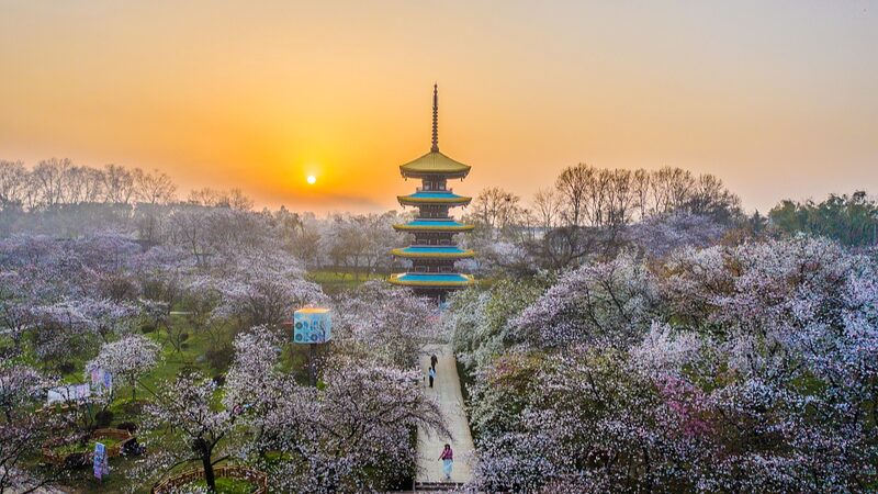 Wuhan_s_Cherry_Blossom_Park_Blooms_Into_Spring_Spectacle___
