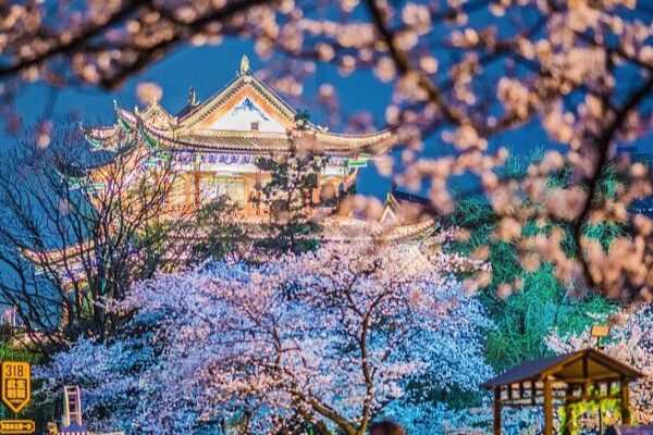Wuhan’s Cherry Blossoms Light Up Spring Nights 🌸✨ Wuhan_s_Cherry_Blossoms_Light_Up_Spring_Nights___