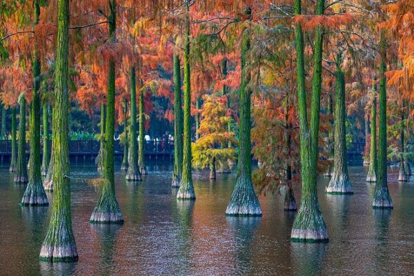 Wuhan’s Winter Wetlands Transform into a Rainbow 🌈🚣♂️ Wuhan_s_Winter_Wetlands_Transform_into_a_Rainbow_____