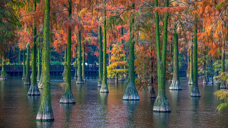Wuhan_s_Winter_Wetlands_Transform_into_a_Rainbow_____
