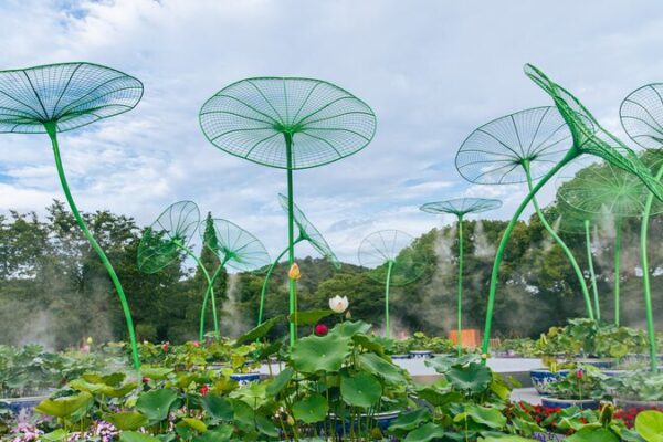 Wuxi_Blooms_with_Global_Lotus_Extravaganza___