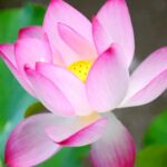 Wuxi_Blooms_with_Lotus_Magic___