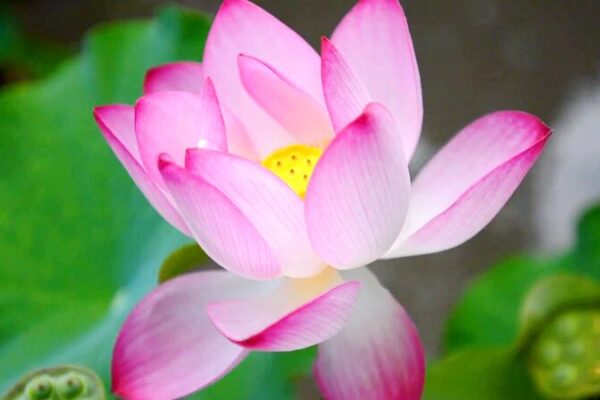 Wuxi Blooms with Lotus Magic 🌸✨ Wuxi_Blooms_with_Lotus_Magic___