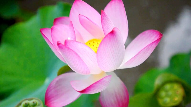 Wuxi_Blooms_with_Lotus_Magic___