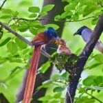 Wuxi_s__Fairy_Birds__Bring_Good_Luck_and_Family_Vibes___