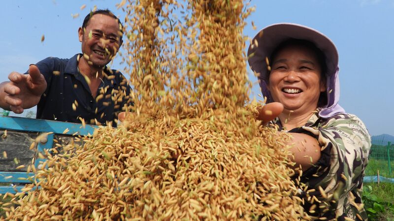 Xi_Celebrates_Farmers__Harvest_Festival_Amid_Push_for_Rural_Revitalization___ - 🌍NewspaperAmigo – Your Global News Buddy 🗞️ Xi_Celebrates_Farmers__Harvest_Festival_Amid_Push_for_Rural_Revitalization___