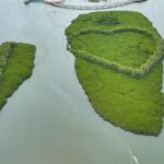 Xiamen_s_Mangroves_Blossom_as_Coastal_Revival_Gains_Momentum___