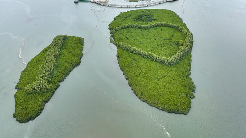 Xiamen_s_Mangroves_Blossom_as_Coastal_Revival_Gains_Momentum___ - 🌍NewspaperAmigo – Your Global News Buddy 🗞️ Xiamen_s_Mangroves_Blossom_as_Coastal_Revival_Gains_Momentum___