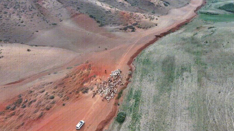 Xinjiang_Herdsmen_Lead_150K_Livestock_to_Summer_Pastures___poster - 🌍NewspaperAmigo – Your Global News Buddy 🗞️ __Xinjiang_Herdsmen_Lead_150K_Livestock_to_Summer_Pastures__ video poster